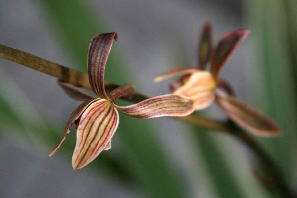 墨蘭什么時(shí)候開(kāi)花(幾月)墨蘭不開(kāi)花的原因