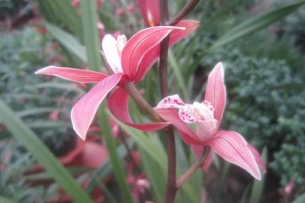 墨蘭什么時(shí)候開(kāi)花(幾月)墨蘭不開(kāi)花的原因