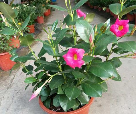 飄香藤有毒嗎 飄香藤能放在室內臥室嗎