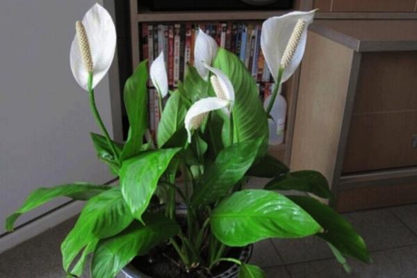 飄香藤有毒嗎 飄香藤能放在室內臥室嗎