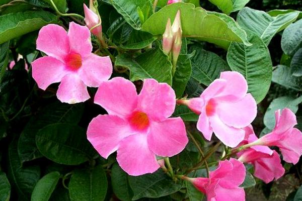 飄香藤有毒嗎 飄香藤能放在室內臥室嗎