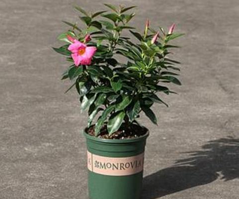 飄香藤有毒嗎 飄香藤能放在室內臥室嗎