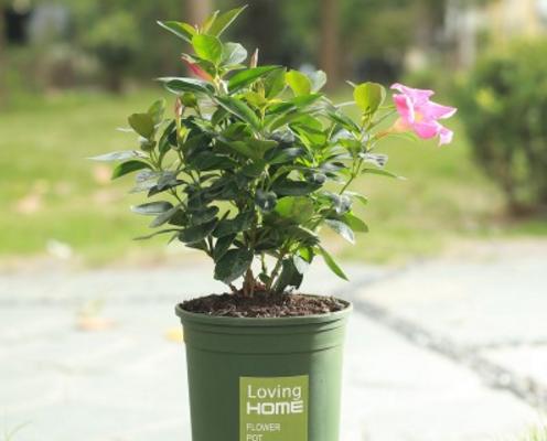 飄香藤有毒嗎 飄香藤能放在室內臥室嗎