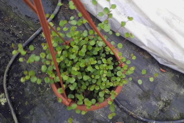 千葉吊蘭掉葉子怎么辦 千葉吊蘭葉子發黃的原因及解決方法