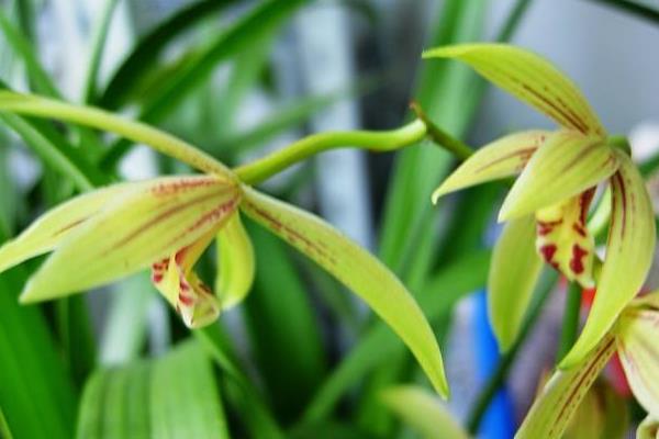 建蘭葉子發黃變黑怎么辦 建蘭冬天怎么養