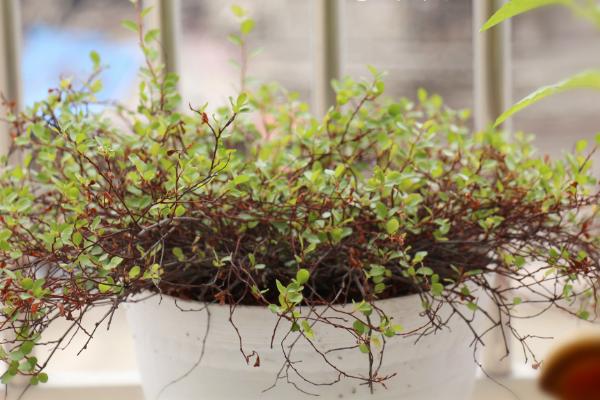 千葉吊蘭有毒嗎 千葉吊蘭能放在室內(nèi)臥室嗎