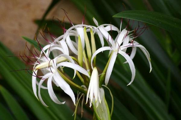 文殊蘭是名貴花嗎 文殊蘭適合在室內養嗎