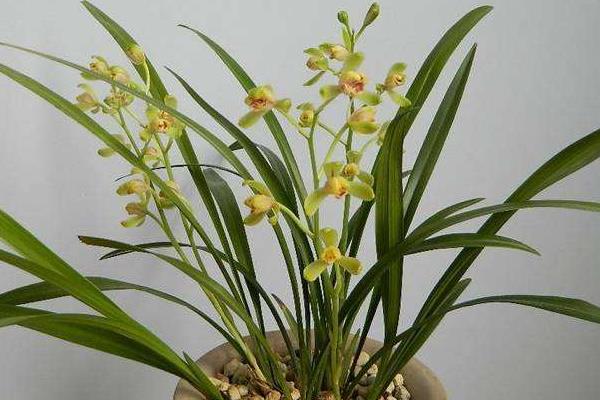 建蘭葉子發(fā)黃變黑怎么辦 建蘭冬天怎么養(yǎng)