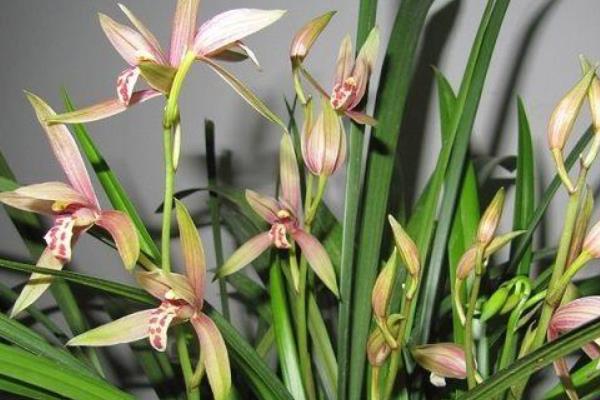 建蘭葉子發(fā)黃變黑怎么辦 建蘭冬天怎么養(yǎng)