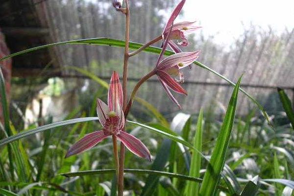 建蘭葉子發(fā)黃變黑怎么辦 建蘭冬天怎么養(yǎng)
