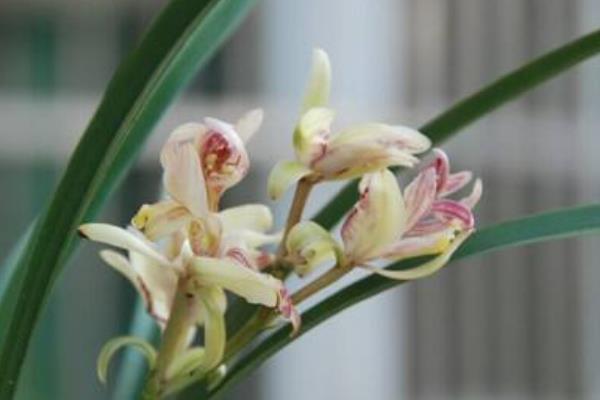 建蘭葉子發(fā)黃變黑怎么辦 建蘭冬天怎么養(yǎng)