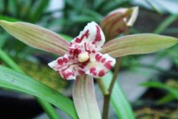 建蘭葉子發(fā)黃變黑怎么辦 建蘭冬天怎么養(yǎng)