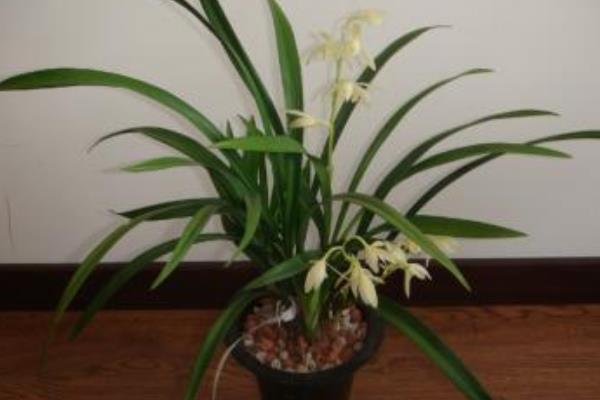 建蘭葉子發(fā)黃變黑怎么辦 建蘭冬天怎么養(yǎng)