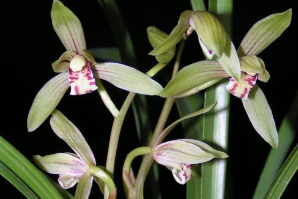 建蘭市場價格多少錢一盆  建蘭怎么種