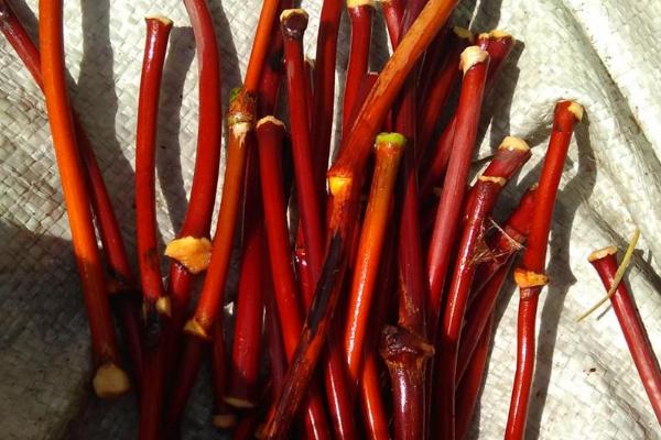 雞血藤怎么盤 雞血藤有毒嗎