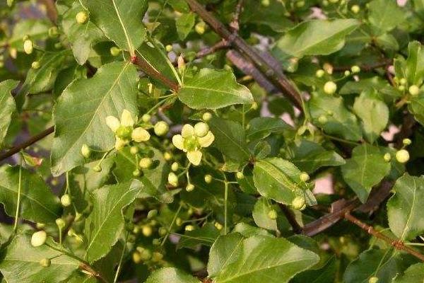 衛矛和冬青的區別是什么  衛矛的功效和作用