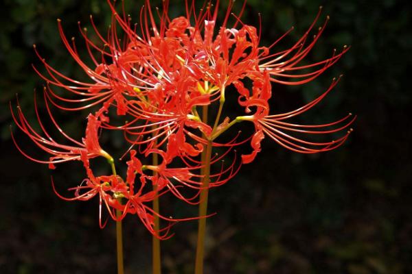 彼岸花圖片大全 彼岸花花語及寓意