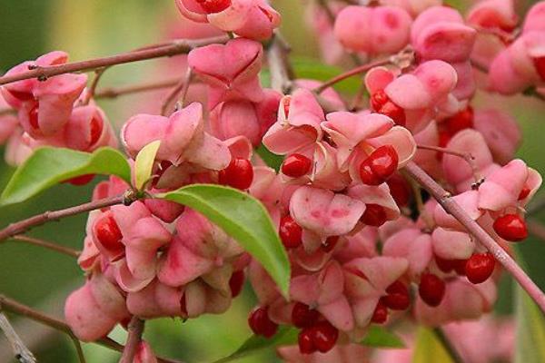 衛矛和冬青的區別是什么 衛矛的功效和作用