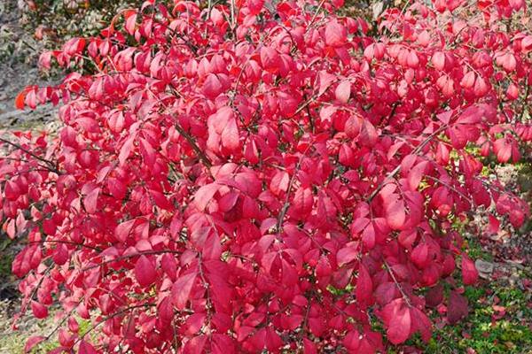 衛矛和冬青的區別是什么 衛矛的功效和作用