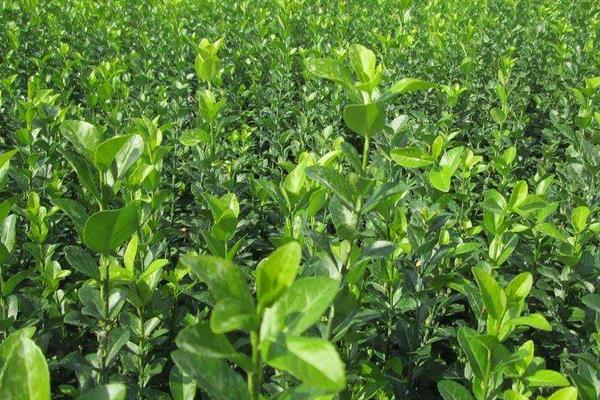 衛矛和冬青的區別是什么 衛矛的功效和作用