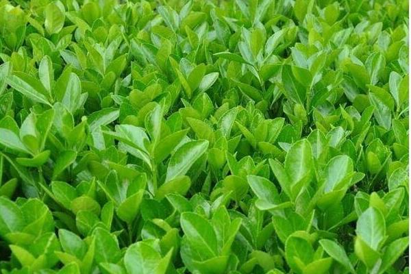 衛矛和冬青的區別是什么 衛矛的功效和作用