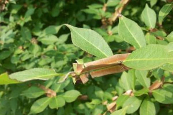 衛矛和冬青的區別是什么 衛矛的功效和作用