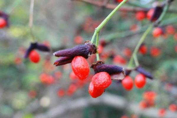 衛矛和冬青的區別是什么 衛矛的功效和作用