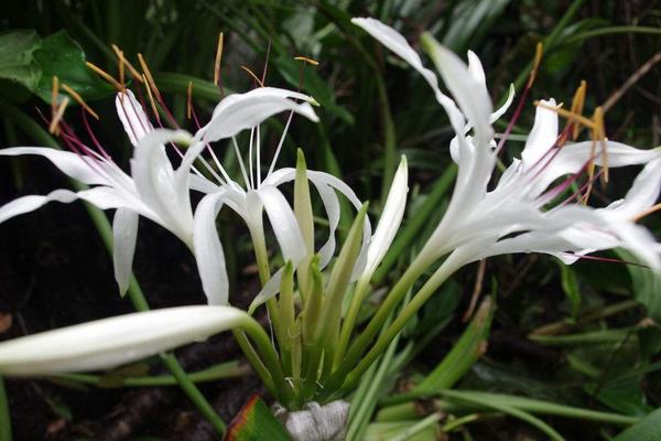 文殊蘭與蜘蛛蘭的區別是什么 文殊蘭作用