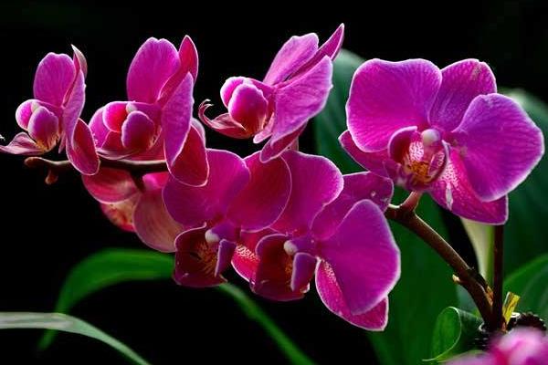 蝴蝶蘭怎么澆水（多久澆一次） 蝴蝶蘭繁殖方法