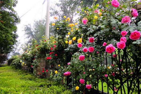 家庭陽臺怎么養藤本月季 藤本月季盆栽怎么澆水