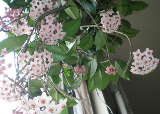 球蘭圖片大全 球蘭怎樣搭架子好看