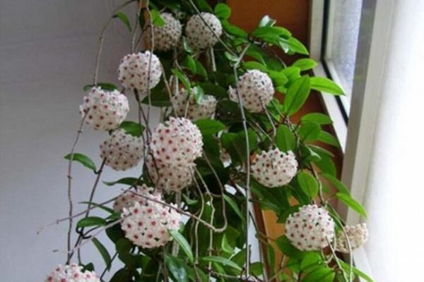 球蘭圖片大全 球蘭怎樣搭架子好看