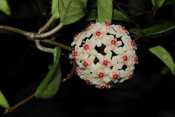 球蘭圖片大全 球蘭怎樣搭架子好看