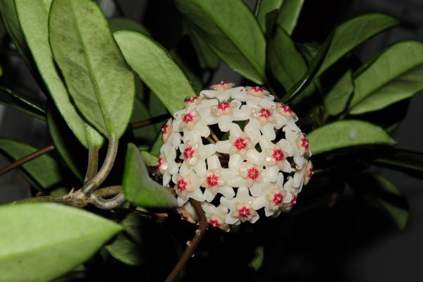 球蘭圖片大全 球蘭怎樣搭架子好看