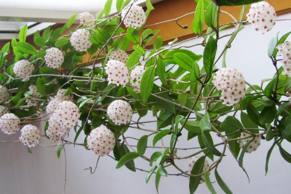 球蘭圖片大全 球蘭怎樣搭架子好看