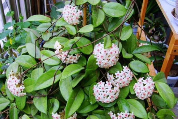 球蘭圖片大全 球蘭怎樣搭架子好看