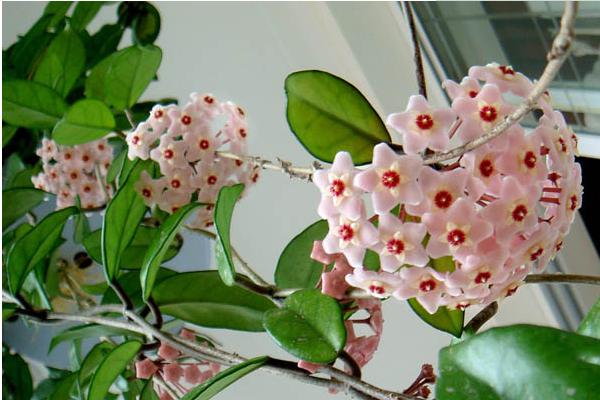 球蘭圖片大全 球蘭怎樣搭架子好看