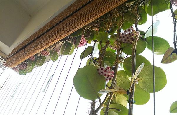 球蘭圖片大全 球蘭怎樣搭架子好看