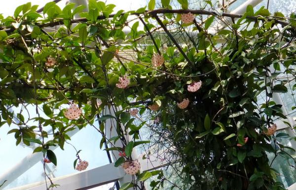 球蘭圖片大全 球蘭怎樣搭架子好看