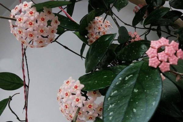 球蘭圖片大全 球蘭怎樣搭架子好看