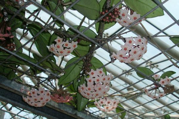 球蘭圖片大全 球蘭怎樣搭架子好看