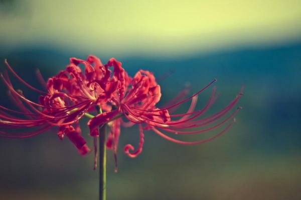 彼岸花的詛咒是什么 為什么女生不紋彼岸花