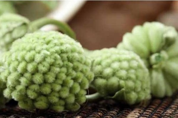 綠蘿花的功效與作用 綠蘿花藥用價值