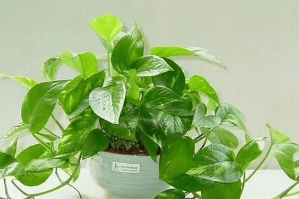 綠蘿市場價格多少錢一盆  綠蘿的功效和作用