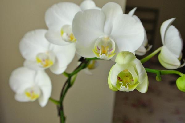 蝴蝶蘭怎么澆水(多久澆一次) 蝴蝶蘭繁殖方法