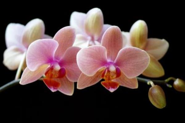 蝴蝶蘭怎么澆水(多久澆一次) 蝴蝶蘭繁殖方法