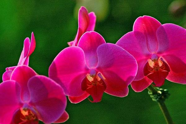 蝴蝶蘭怎么澆水(多久澆一次) 蝴蝶蘭繁殖方法