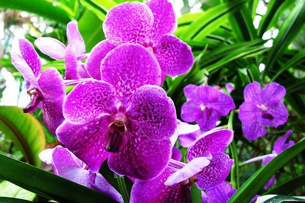 蝴蝶蘭怎么澆水(多久澆一次) 蝴蝶蘭繁殖方法