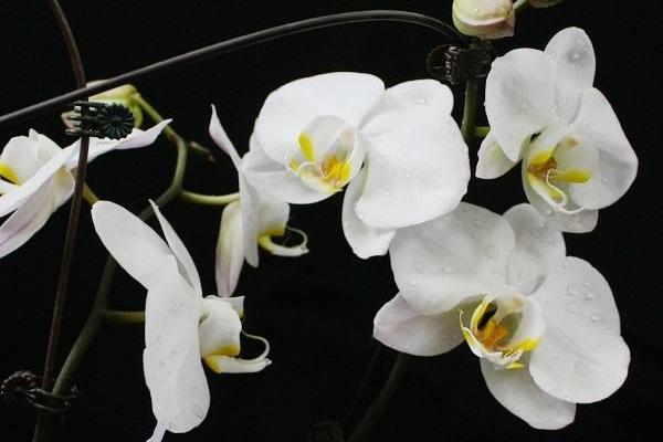 蝴蝶蘭怎么澆水(多久澆一次) 蝴蝶蘭繁殖方法