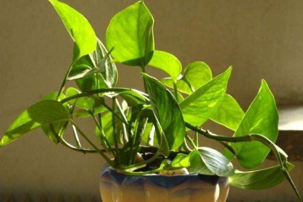 綠蘿根太長了可以剪掉嗎 綠蘿根部腐爛的原因及解決方法